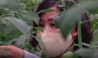Triều Tiên sản xuất rau &apos;chức năng&apos; cải thiện sức khỏe người dân