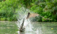 Cá sấu phi lên mặt nước để săn dơi quạ đỏ