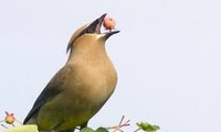 Tại sao loài chim cần trọng lực để nuốt thức ăn?