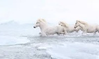 Giống ngựa thần thoại sống tách biệt 1.000 năm trên băng đảo