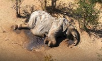 Cái chết bí ẩn của hơn 400 con voi