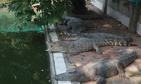 Trại cá sấu lớn nhất miền Bắc lao đao vì COVID-19
