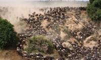 Cuộc di cư hoành tráng nhất thế giới của nghìn con linh dương đầu bò