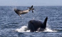 Đàn cá voi sát thủ bao vây hải cẩu, hạ gục con mồi trong chớp mắt