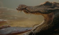 Cá sấu bất động dưới nước hàng giờ dụ con mồi vào miệng
