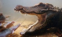 Cá sấu nhịn thở chờ cá trê chui vào miệng