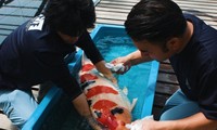 Trang trại cá Koi trị giá triệu USD ở Nhật