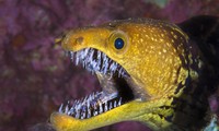 Có gì bên trong miệng của cá chình moray?