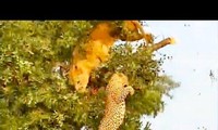 Sư tử và báo hoa mai ngã khỏi cây khi tranh giành thức ăn