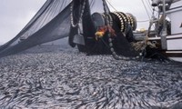 Việt Nam phản đối Trung Quốc đơn phương áp lệnh cấm đánh bắt cá