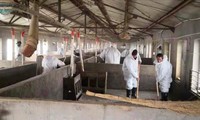 Các nhân viên thú ý khử trùng trang trại ở Hà Bắc nơi 15.000 con lợn chết vì dịch tả lợn châu Phi. (Ảnh: CNN)
