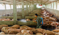 Một trang trại nuôi lợn ở Trung Quốc. (Ảnh: Reuters)