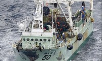 Chiếc tàu cá Nhật Bản trong vụ đâm va với tàu treo cờ Belize. (Ảnh: Kyodo)