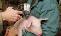Virus cúm lợn có thể lây sang người. (Ảnh: AP)