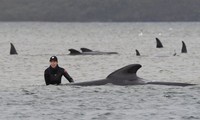 Lực lượng cứu hộ đang cố gắng giúp đàn cá voi thoát khỏi khu mắc cạn