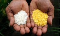 Gạo Vàng (phải) có màu sắc hoàn toàn khác các giống gạo thông thường. (Ảnh: NK)