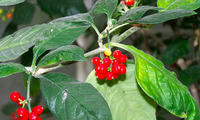 Cây psychotria insularum (matalafi) thuộc họ Thiến thảo. (Ảnh: Wikipedia)