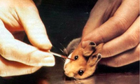 Hơn 500.000 động vật chết trong các phòng thí nghiệm ở Thuỵ Sĩ trong năm 2020