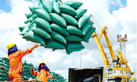 Xuất khẩu gạo của Việt Nam đạt kỷ lục trong 7 tháng đầu năm nay