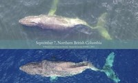Hình ảnh chú cá voi Moon được chụp ở British Columbia ngày 7/9 (trên) và ở Hawaii ngày 1/12