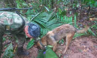 Một người lính mang theo chó nghiệp vụ tìm kiếm những đứa trẻ mất tích sau vụ rơi máy bay. (Ảnh: Không quân Colombia)