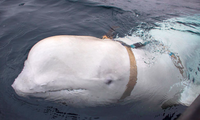 Chú cá voi beluga trắng, cổ đeo đai, xuất hiện trên vùng biển Na Uy tháng 4/2019. (Ảnh: Reuters)