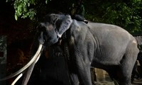 Chú voi 29 tuổi Muthu Raja bị ép phải lao động nặng nhọc khi ở Sri Lanka. (Ảnh: ISHARA S. KODIKAR)