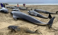 Những con cá voi hoa tiêu nằm ngổn ngang trên bãi biển Scotland. (Ảnh: BDMLR)