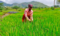 Một nông dân Ấn Độ làm việc trên cánh đồng tháng 10/2022. (Ảnh: Reuters)