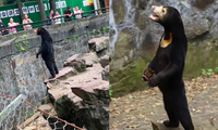 Bức ảnh gấu chó đứng thẳng như người khiến dân mạng Trung Quốc xôn xao