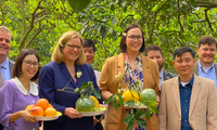 Hai Thứ trưởng Nông nghiệp Mỹ trong chuyến thăm vườn bưởi ở Hoài Đức, Hà Nội, tháng 2/2023. (Ảnh: Thu Loan)