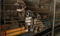 Một trang trại nuôi chó ở Pyeongtaek, Hàn Quốc. (Ảnh: AP)
