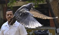 Chú chim bồ câu được thả từ bệnh viện ở Mumbai. (Ảnh: AP)