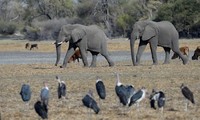 Botswana là nước có nhiều voi nhất thế giới. (Getty)