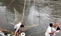 Người dân Thủ đô đổ xô đi bắt cá sau mưa bão