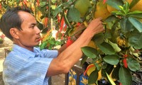 TPHCM: Chủ vườn &apos;lội ngược dòng&apos; nhờ khách đổ xô mua loại cây gần trăm triệu đồng