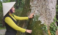 Cây di sản 600 năm tuổi ở rừng Lam Kinh