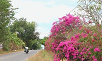Bí ẩn con đường hoa giấy dài 25km giữa đại ngàn ở Đồng Nai
