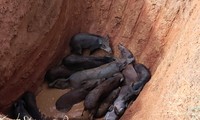 Dịch tả lợn Châu Phi lan rộng khiến nhiều hộ chăn nuôi thiệt hại lớn