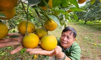 Kiếm tiền tỷ mỗi năm nhờ trồng cam đặc sản bán dịp Tết