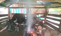Lạnh 3-4 độ C, nông dân đốt củi xuyên đêm sưởi ấm cho trâu bò