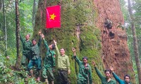 Ngắm cổ thụ Sa mu dầu hơn 2.000 tuổi trong lõi rừng già, được công nhận là cây di sản Việt Nam