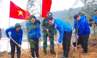 Trồng hơn 10.000 cây phi lao trên rừng phòng hộ ven biển Nghệ An