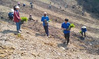 Đoàn viên thanh niên giúp gia đình khó khăn trồng hàng vạn cây trên rừng