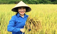Sắc xanh tình nguyện xuống đồng gặt lúa giúp người dân giữa trời nắng nóng