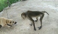 Vào khu dân cư quậy phá, khỉ bị đàn chó cắn chết