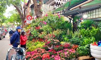 Hà Nội: Chợ hoa, cây cảnh Hoàng Hoa Thám rực rỡ hương xuân sắc Tết 