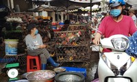 Gà, vịt bán đầy đường ở TPHCM, bất chấp dịch cúm gia cầm đe dọa