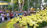 Nhiều loại lan quý hiếm quy tụ về Festival Hoa lan TPHCM