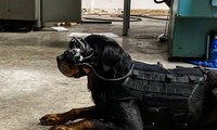 Quân đội Mỹ trang bị kính AR cho… chó